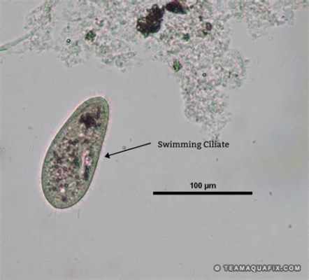    Quigleyella: This Tiny Ciliate Swims Through the Microscopic World Like a Miniature Ballerina!