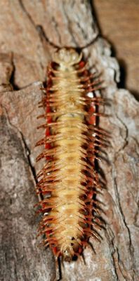   millipede 擁有數百條腿的奇異生物，你相信牠們可以活到十年嗎？