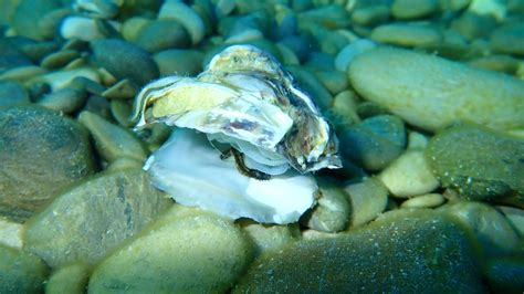  岩 oyster，擁有堅硬外殼的海洋生物！