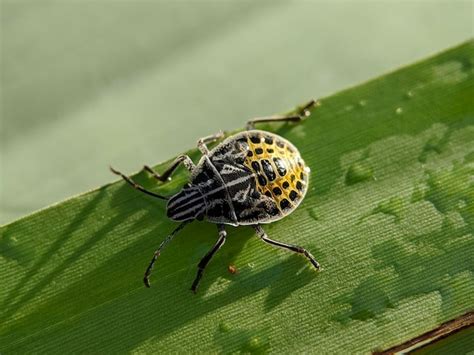  黃斑葉蟲，一隻以其獨特圖案和令人驚嘆的再生能力而聞名的水生生物！